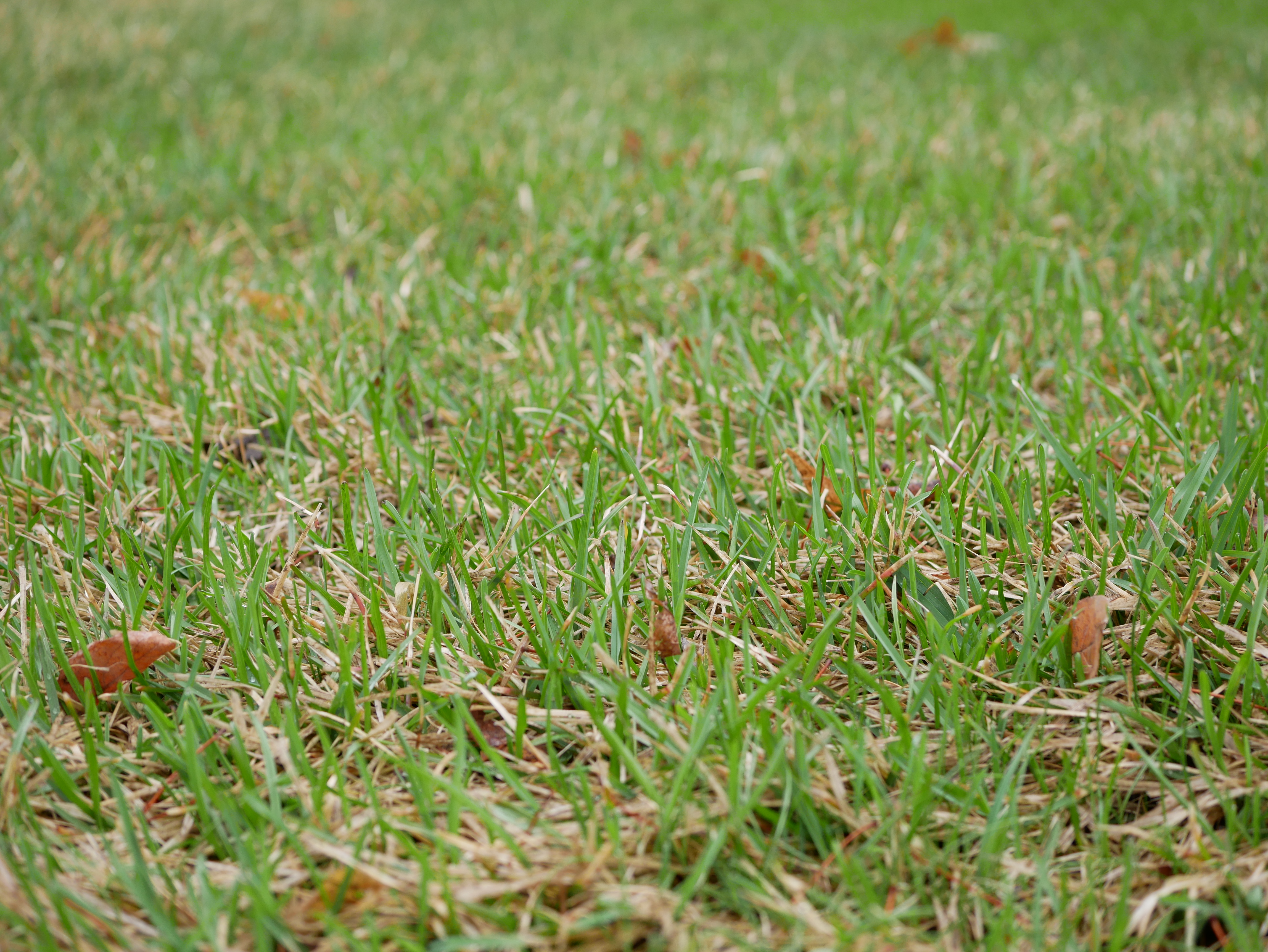 District office_2019Apr22_Close up of green grass landscape.JPG